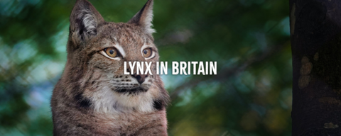 A lynx lying down, with its head raised and looking off to the side