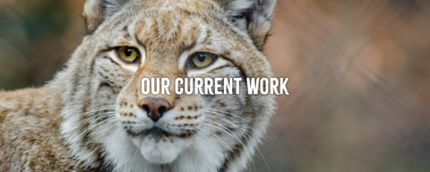 A close up on the face of a lynx, with golden eyes and black tufts on the tips of its ears. The words "our current work" are set above the image
