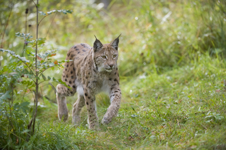 A Eurasian lynx walking through a grassy area
