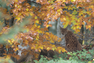 A lynx sitting beneath a tree, with a curtain of golden autumnal leaves around it