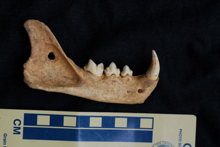 The mandible bone of a lynx, with teeth still present, beside a ruler showing it to be around 10cm long