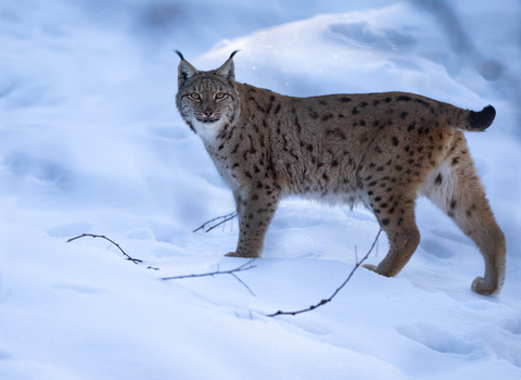 A lynx standing in snow, with a few twigs poking up from the ground
