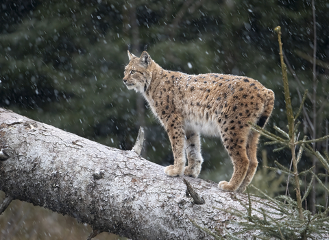 A lynx standing on a fallen tree trunk, with flakes of snow falling around it