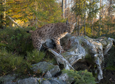 A lynx in a forest, with its front paws resting on a gnarled old tree root
