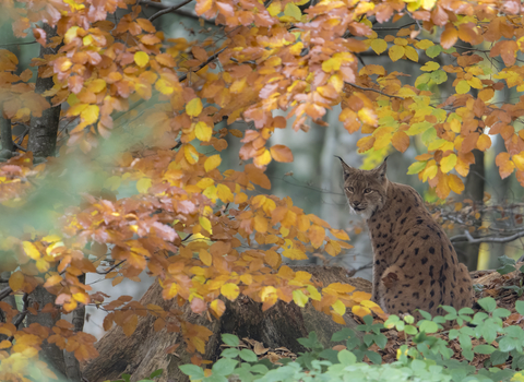 A lynx sitting beneath a tree, with a curtain of golden autumnal leaves around it
