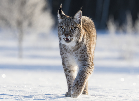 A lynx walking across a snowy landscape