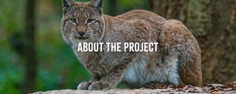 A lynx sitting on the ground, with trees behind it. The words "About the project" are superimposed on the image
