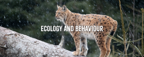 A lynx standing on a fallen tree, with the words "ecology and behaviour" imposed over the image