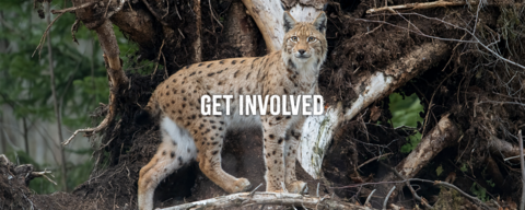 A lynx standing by an upturned tree. The words "get involved" are imposed over the image