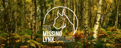 A birch forest, with The Missing Lynx Project logo over the top