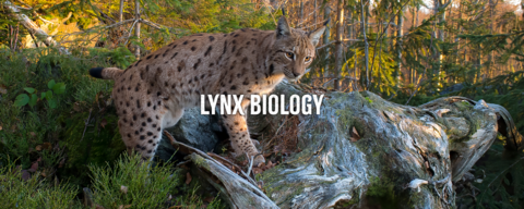A lynx in a forest, standing on a fallen tree. The words "lynx biology" are imposed over the image