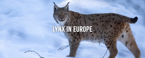 A lynx standing in snow, with the words 'lynx in Europe' imposed over the image