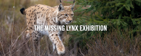 A lynx walking past a fir tree