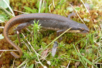 Palmate newt