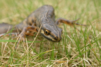 Smooth newt