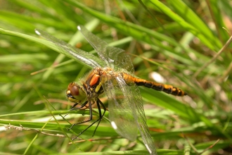 Black Darter