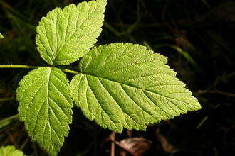 Bramble