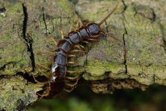 Brown Centipede