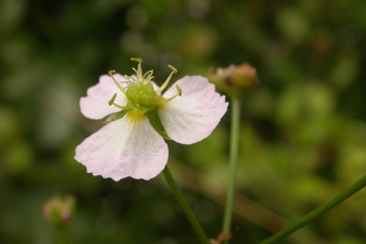 Water-plantain