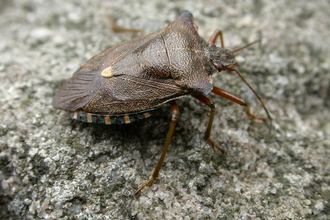 Forest Bug