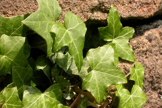 Ivy