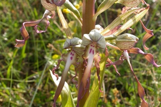 Lizard Orchid