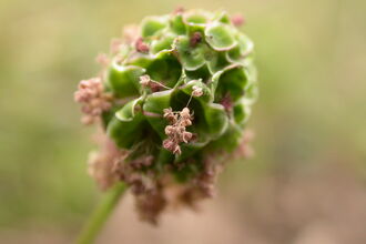 Salad Burnet