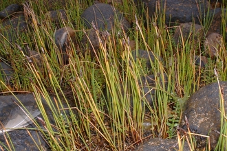 Common Spike-rush