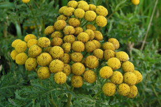 Tansy