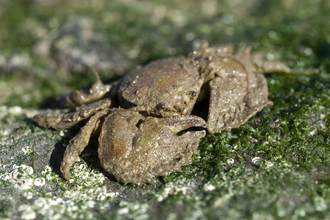 Porcelain crab