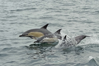 Common Dolphin