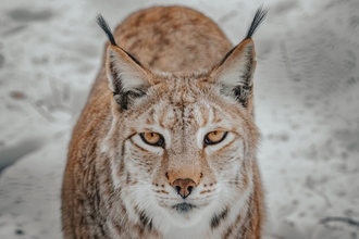 A lynx looking towards the camera with its beautiful amber eyes