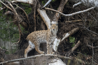 A lynx standing by an upturned tree, looking alert