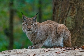A lynx sitting on the ground, with trees behind it
