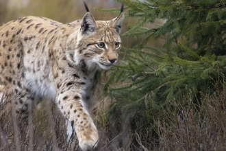 A lynx walking pas