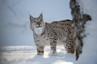 A lynx standing in a snowy woodland, looking up at a tree