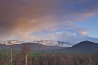 A woodland of birch and pine stretching towards snow-capped mountains