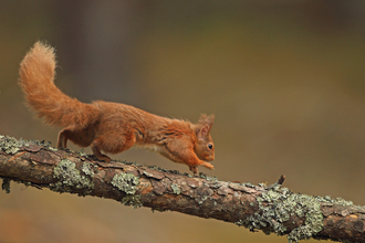 A red squirrel scampering across a lichen-covered branch