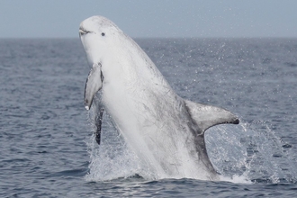 dolphin wildlife trusts