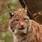 A lynx standing in a forest, with bright amber eyes and black tufts of fur on its ears