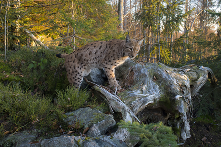 A lynx in a forest, with its front paws resting on a gnarled old tree root