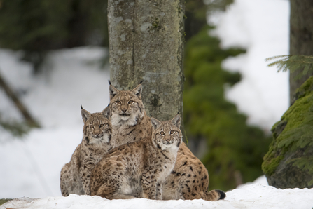 A female lynx sits in a snowy forest, with two large lynx kittens snuggled down next to her