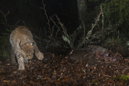 A lynx hiding its prey, kicking leaves over the top of it