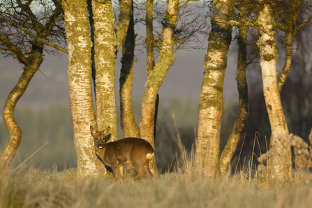 A roe deer standing amongst a patch of trees
