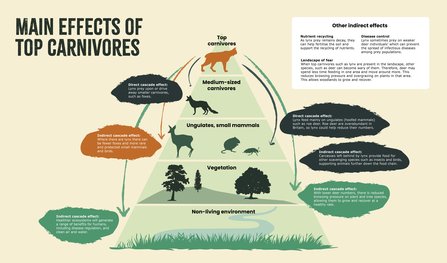 A pyramid with top carnivores at the top, medium-sized carnivores below, ungulates and small mammals below them, vegetation below them, and non-living environment at the bottom. 