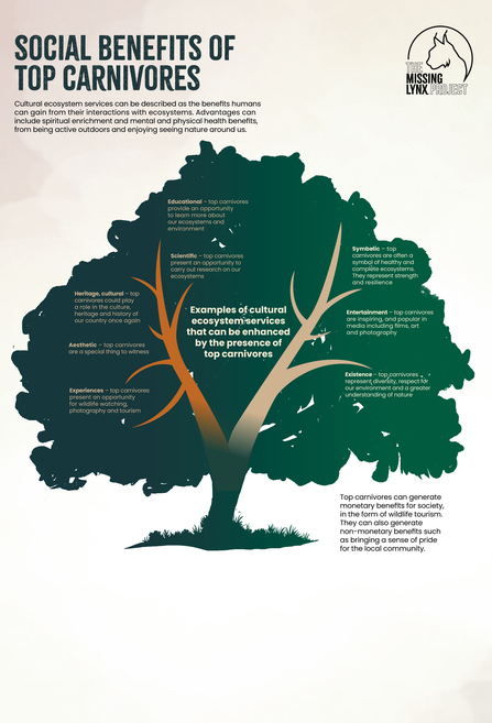 An infographic showing a tree with information about how top carnivores can benefit people