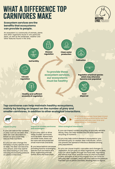 An infographic showing some ecosystem services and how top carnivores help provide them.