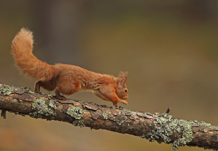 A red squirrel scampering across a lichen-covered branch
