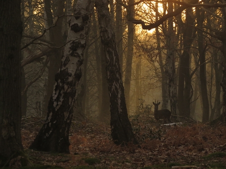 A shadowy roe deer standing in a woodland as the dawn light filters through the trees