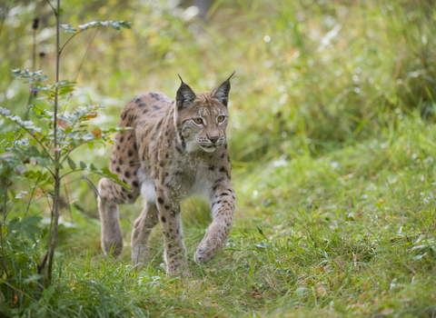 A Eurasian lynx walking through a grassy area